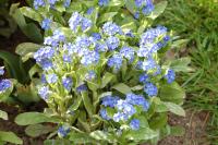 Myosotis alpestris