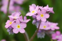 Myosotis sylvatica