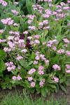 Myosotis sylvatica