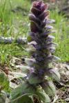 Ajuga pyramidalis