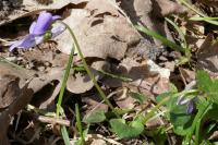 Viola riviniana