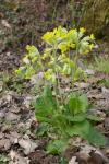 Primula veris