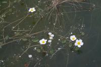 Ranunculus aquatilis