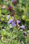 Glechoma hederacea