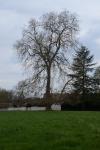 Platanus orientalis