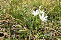 Ornithogalum umbellatum