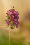 Corydalis solida