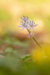 Scilla bifolia