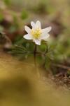 Anemone nemorosa