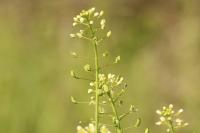 Thlaspi alliaceum
