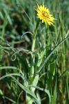 Tragopogon pratensis