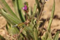 Vicia lathyroides