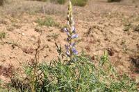 Lupinus angustifolius