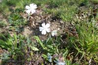 Silene latifolia
