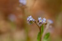 Myosotis ramosissima