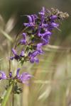 Salvia pratensis