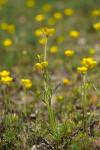 Ranunculus paludosus