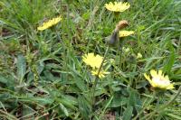 Pilosella officinarum