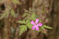 Geranium robertianum