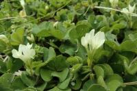 Trifolium subterraneum