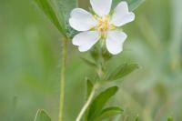 Potentilla montana