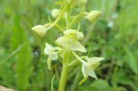 Platanthera chlorantha
