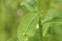 Euphorbia illirica