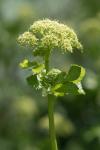 Smyrnium olusatrum