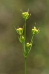 Bupleurum gerardi