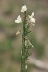 Cytisus multiflorus