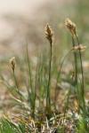 Carex colchica