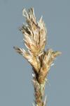 Carex colchica