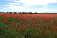 Papaver rhoeas
