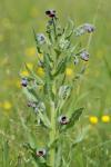 Cynoglossum officinale