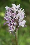 Orchis simia