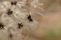 Clematis vitalba