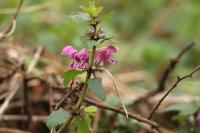 Lamium maculatum