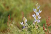 Lupinus angustifolius