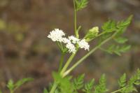 Oenanthe aquatica