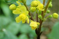 Berberis aquifolium