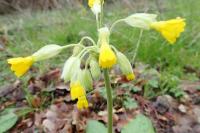 Primula veris