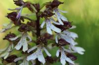 Orchis purpurea