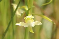 Platanthera chlorantha