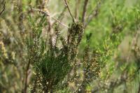 Erica scoparia