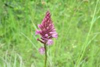 Anacamptis pyramidalis