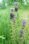 Muscari comosum