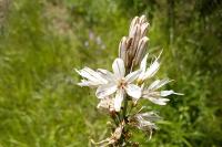 Asphodelus albus