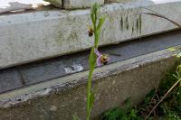 Ophrys apifera