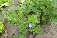 Veronica persica