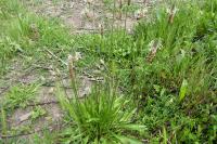 Plantago lanceolata